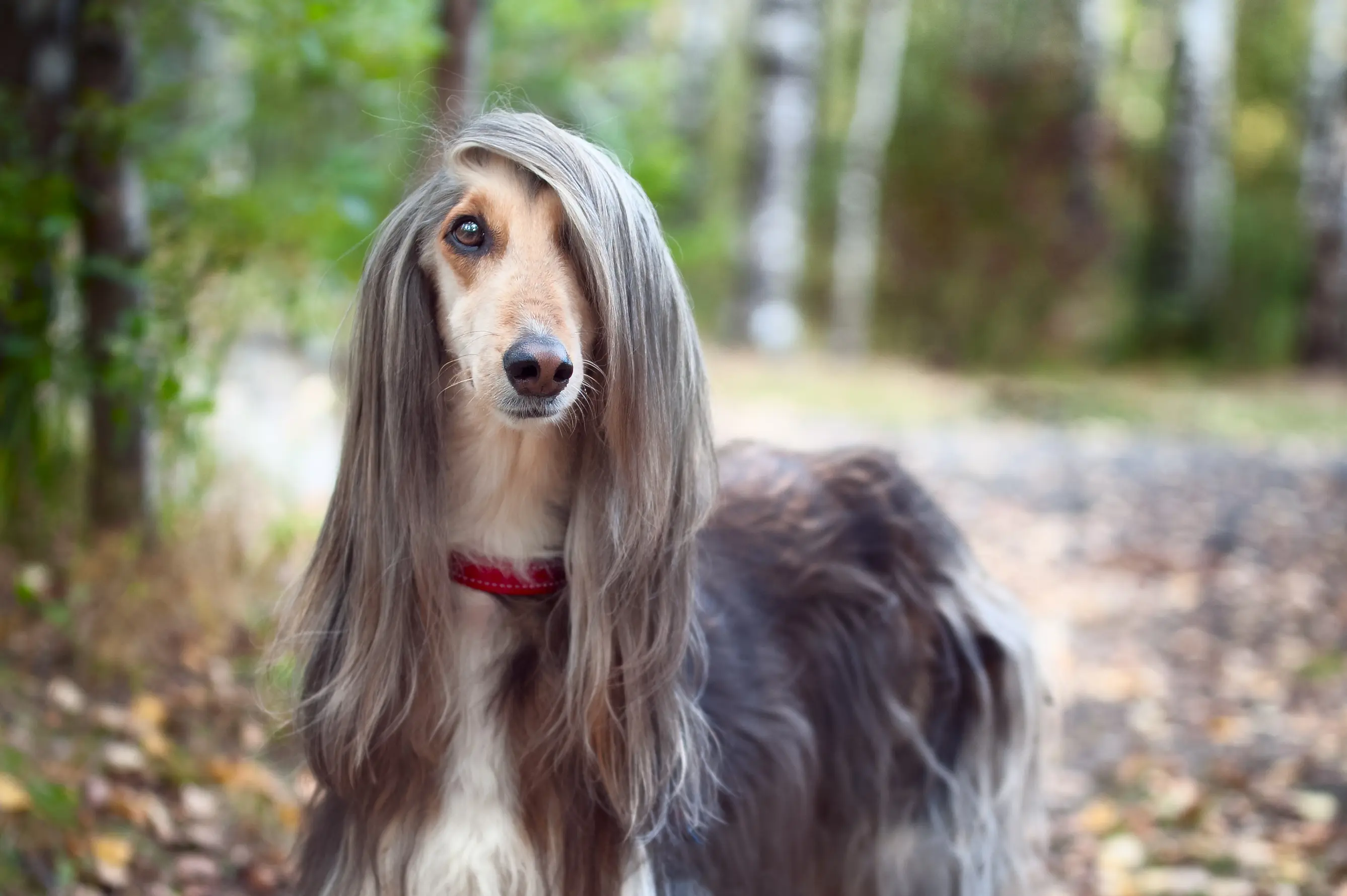 Afghanischer Windhund