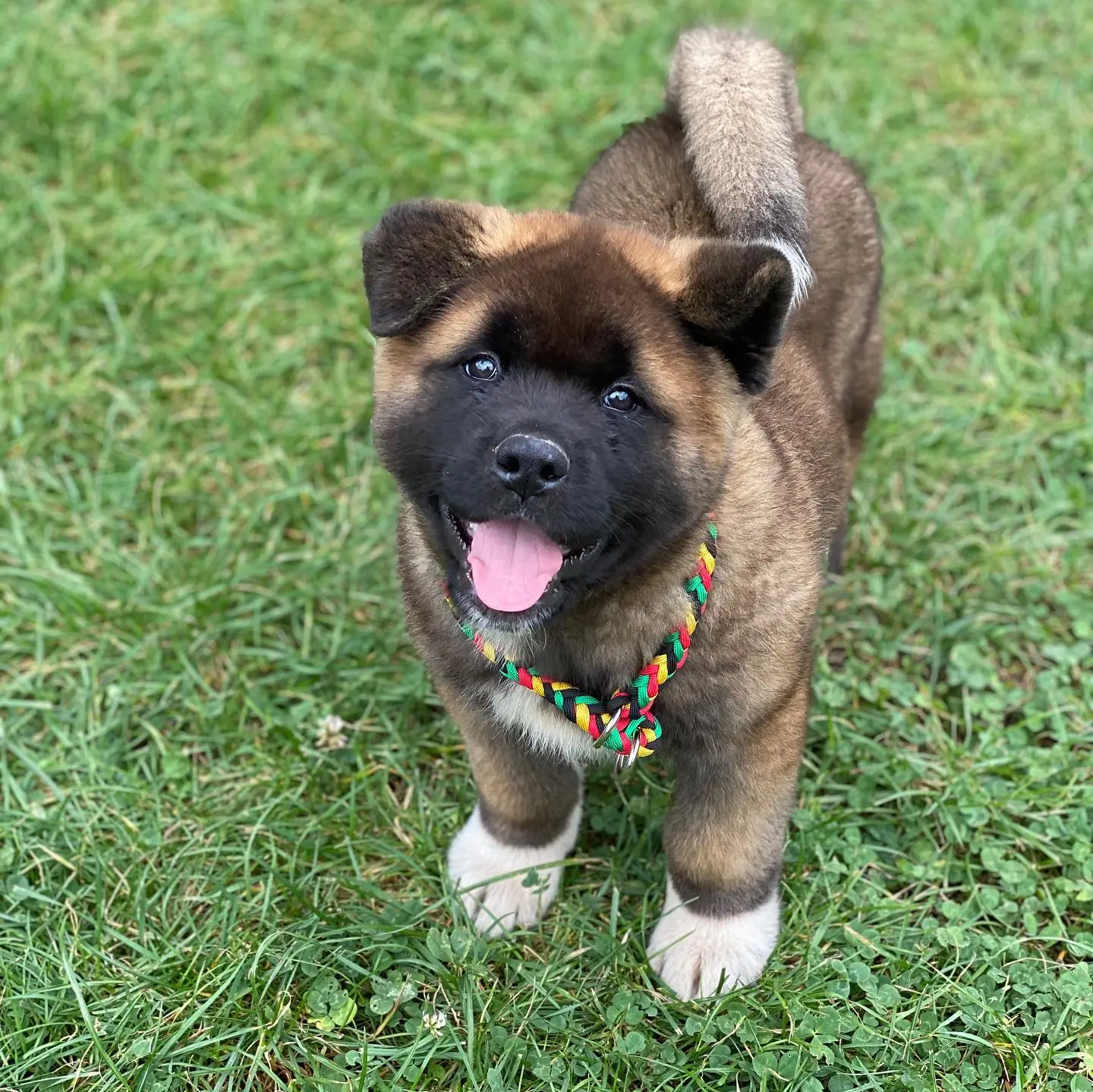 Akita