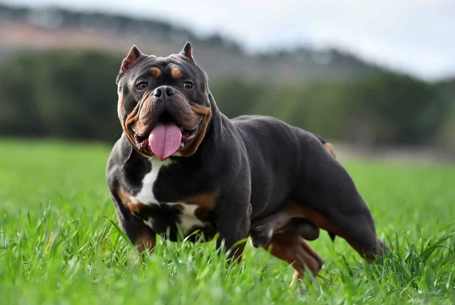 Amerikanischer Bully
