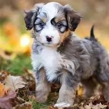 Aussiedoodle