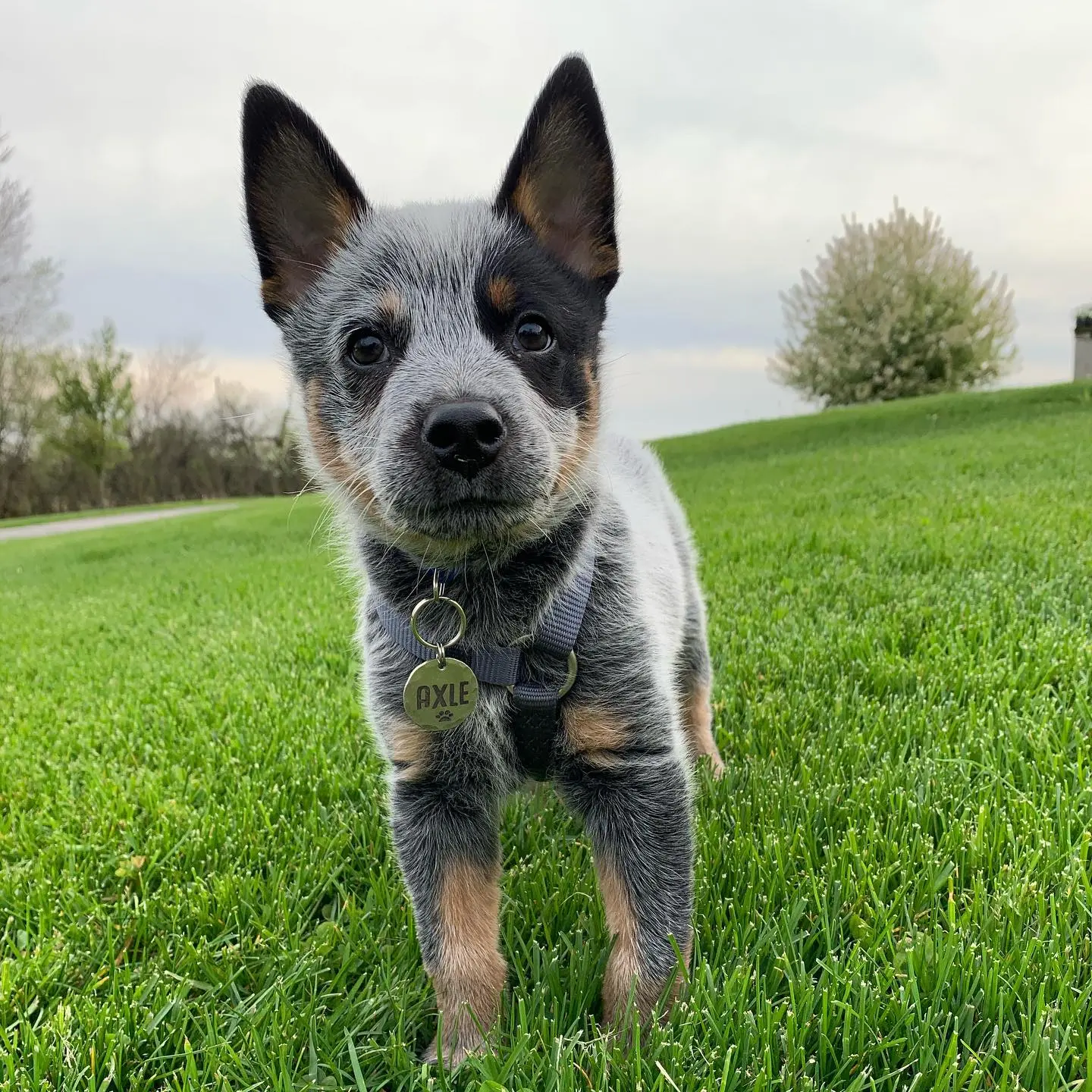 Australischer Treibhund