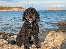 Barbet