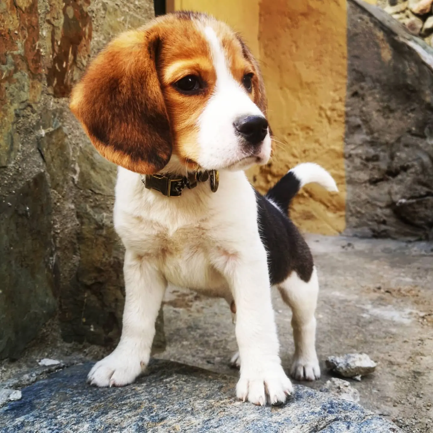 Beagle