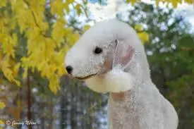 Bedlington Terrier