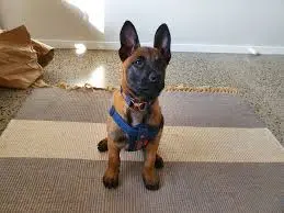 Belgischer Malinois