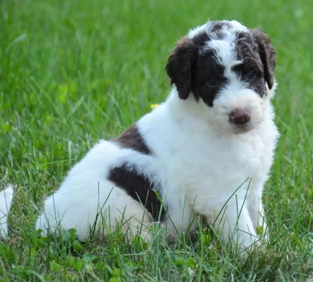 Berdoodle
