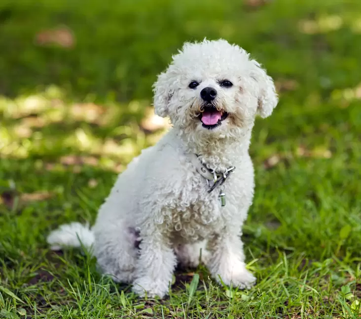 Bichon