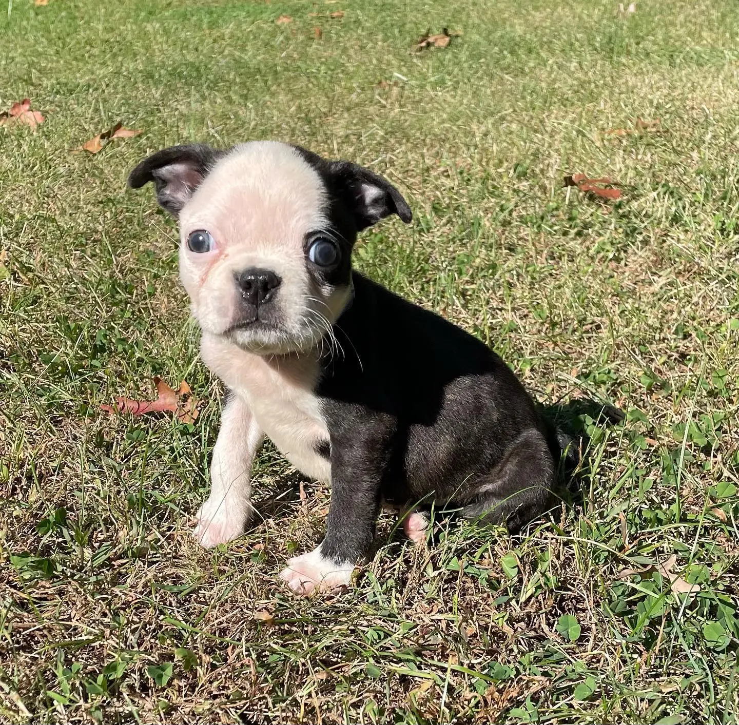 Boston Terrier