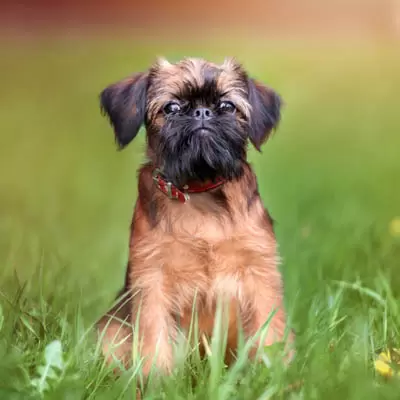 Brüsseler Griffon
