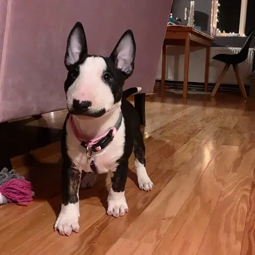 Bullterrier