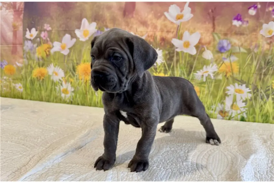 Cane Corso