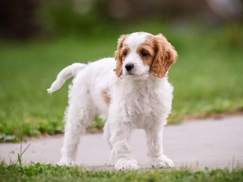 Cavachon