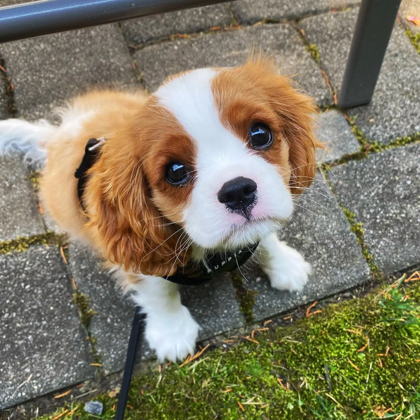 Cavalier King Charles Spaniel