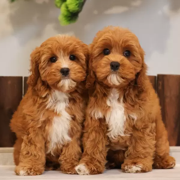 Cavapoo