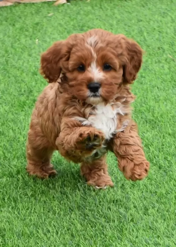 Cavoodle