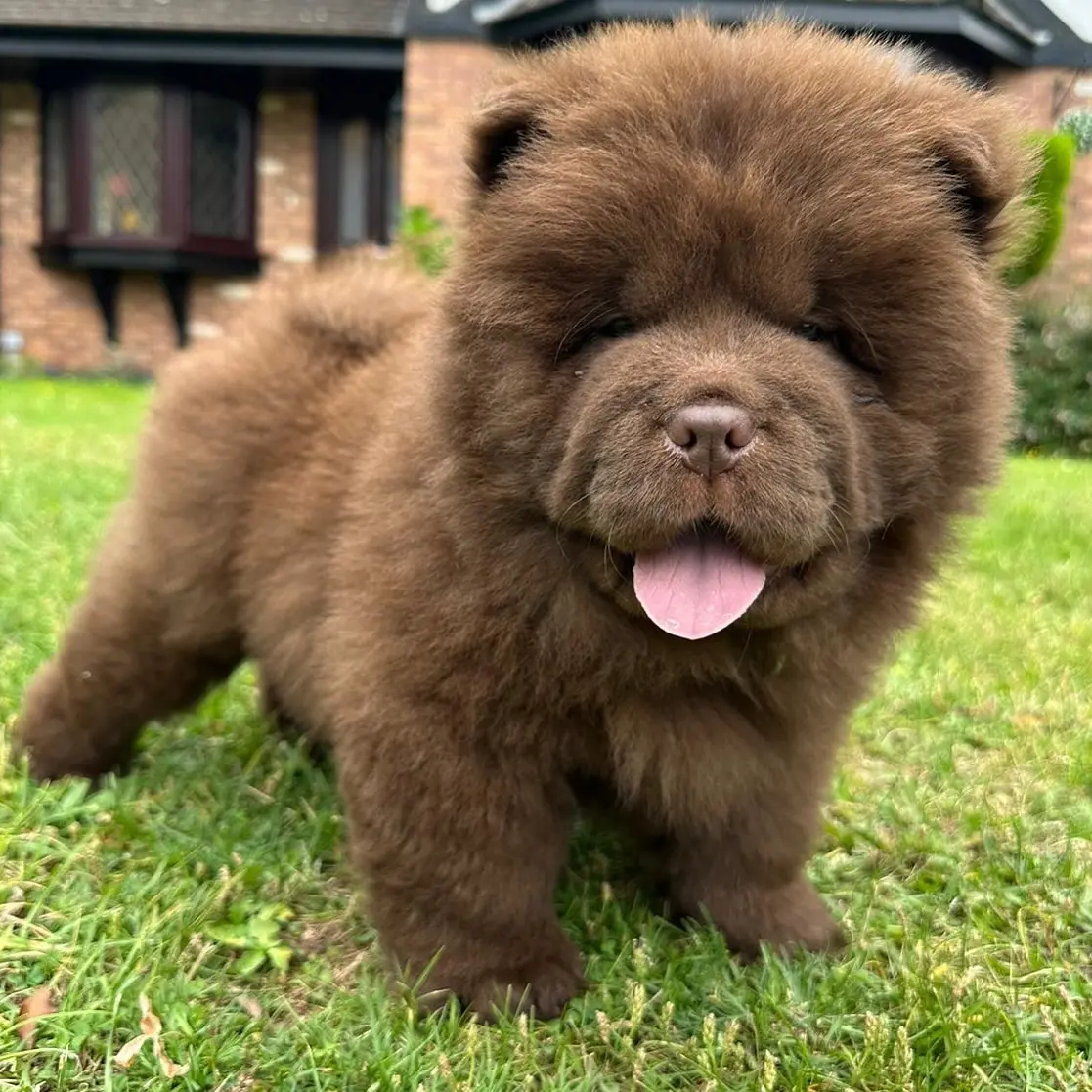 Chow-Chow