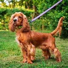 Cocker Spaniel