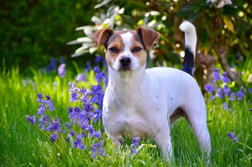 Dänisch-Schwedischer Farmhund