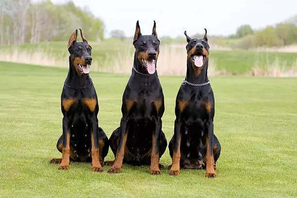 Dobermann