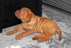 Bordeauxdogge