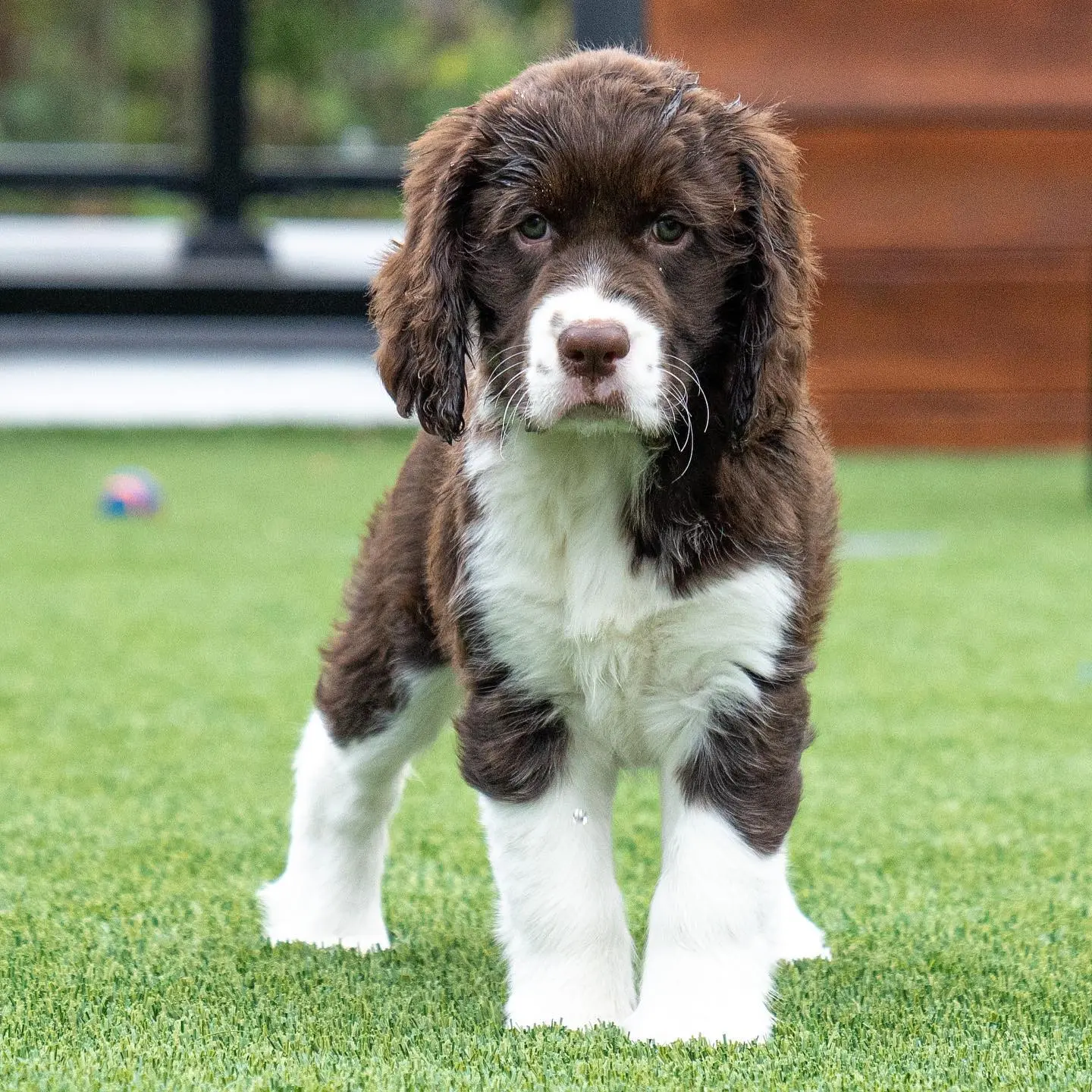 Englischer Springer Spaniel