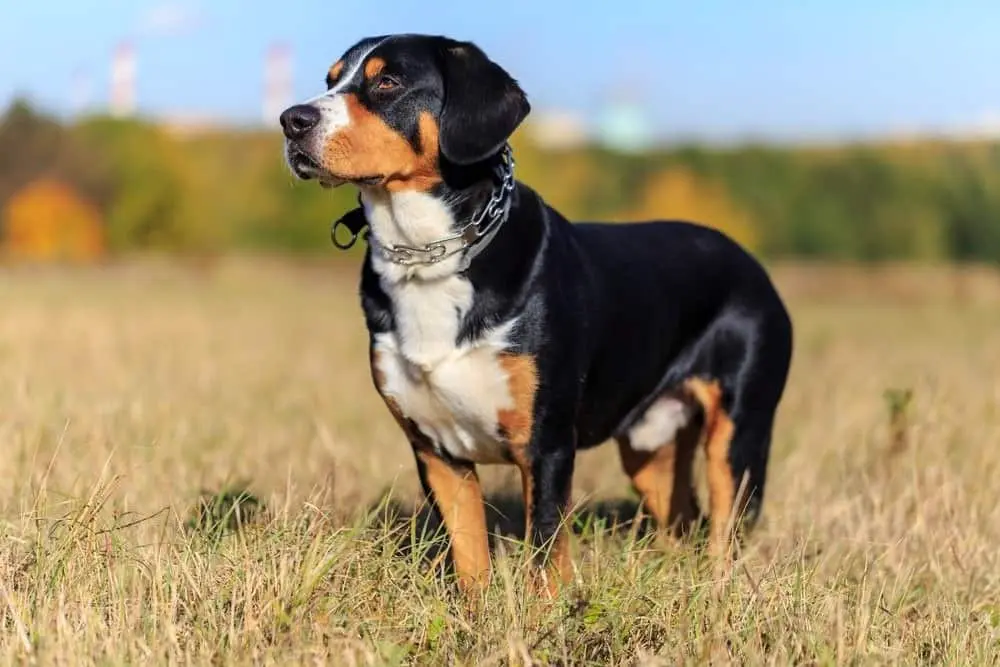 Entlebucher Sennenhund