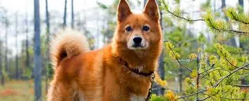 Finnischer Spitz