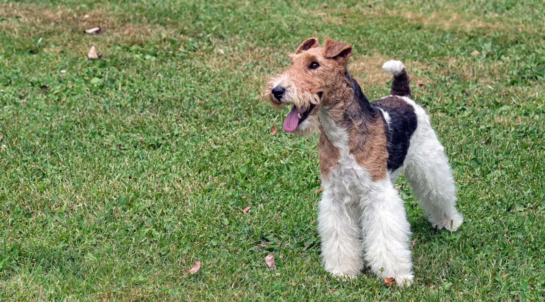 Foxterrier