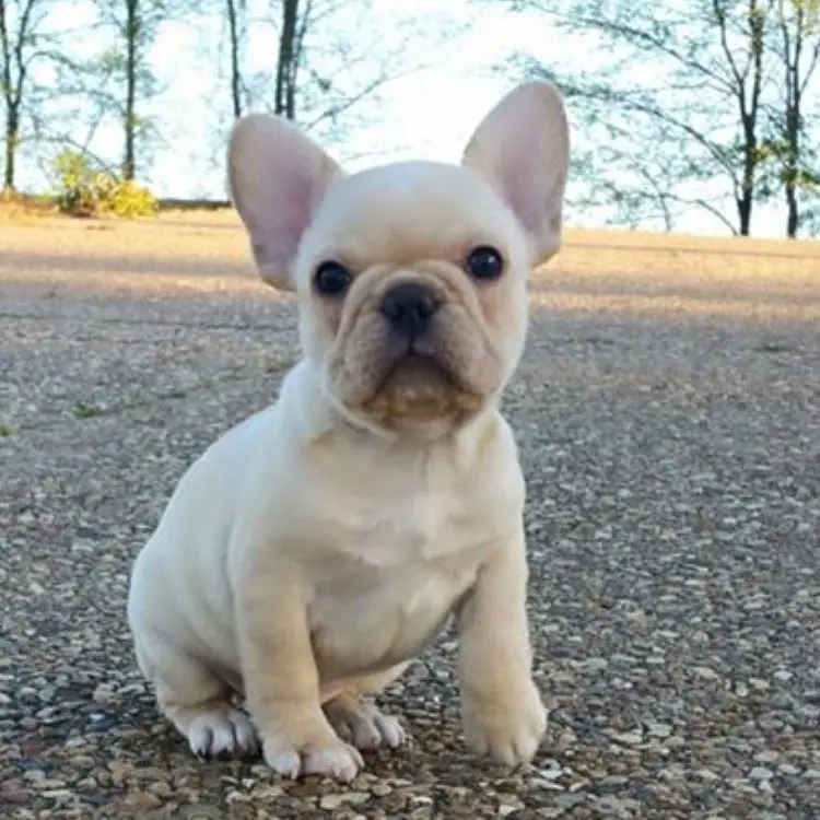 Französische Bulldogge