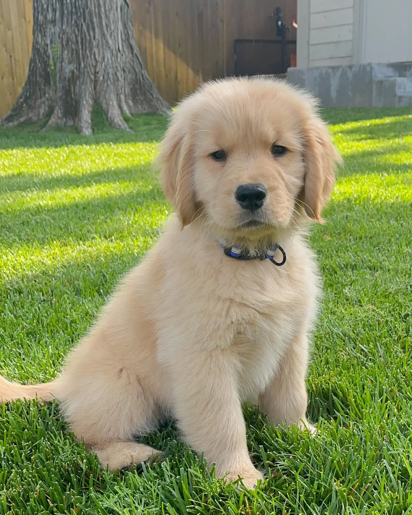 Golden retriver