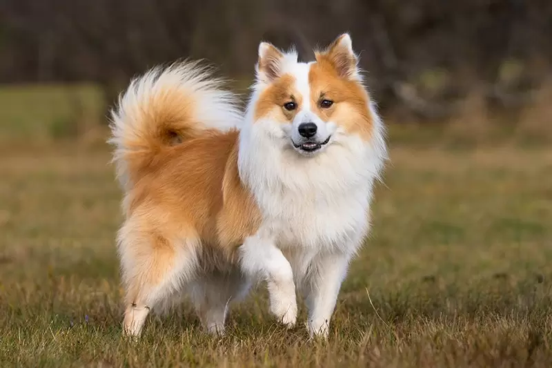 Isländischer Schäferhund