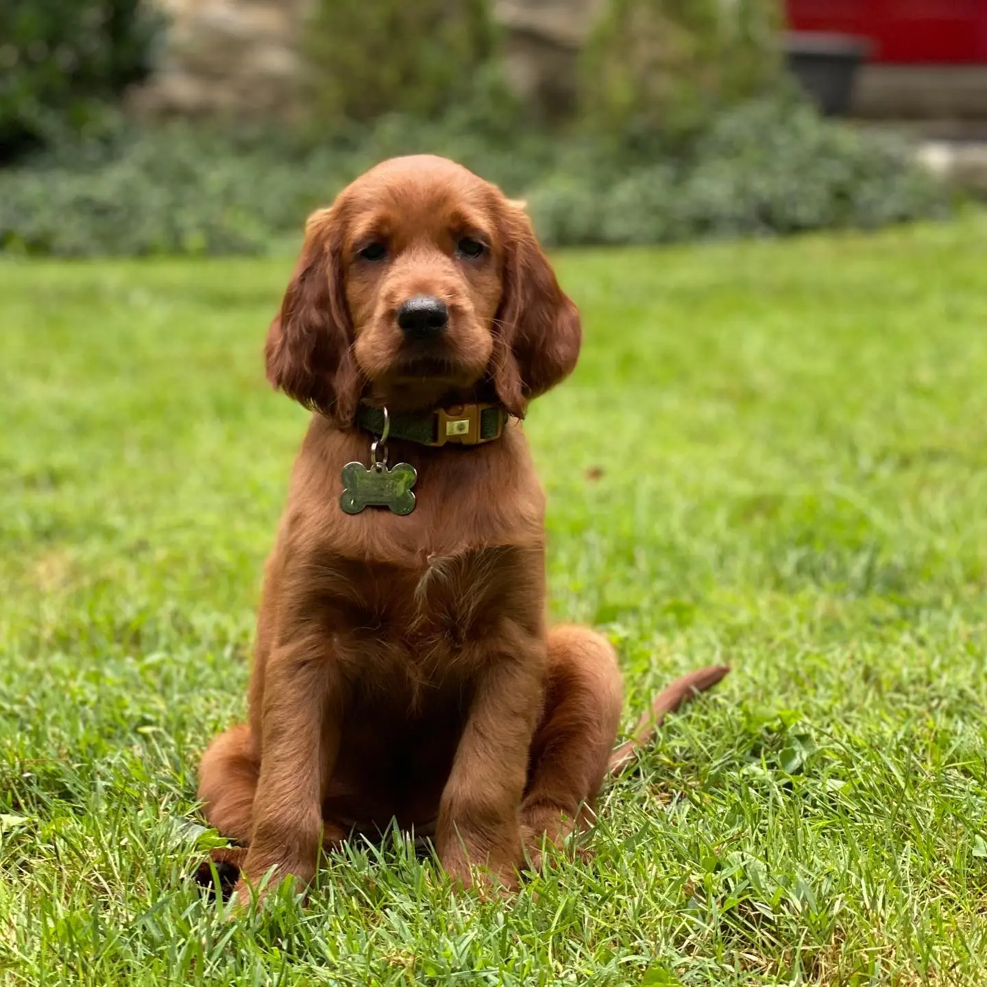 Irish Setter