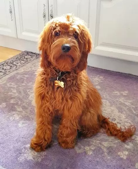 Irishdoodle