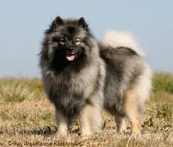 Wolfsspitz