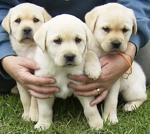 Labrador
