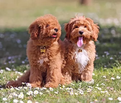 Labradoodle