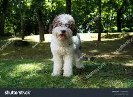 Lagotto Romagnolo