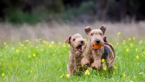 Lakeland Terrier