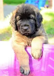Leonberger