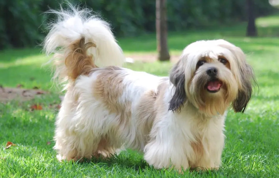 Lhasa Apsou