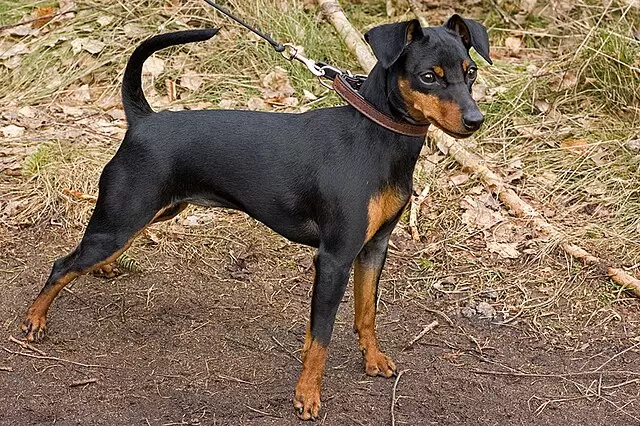 Zwergpinscher