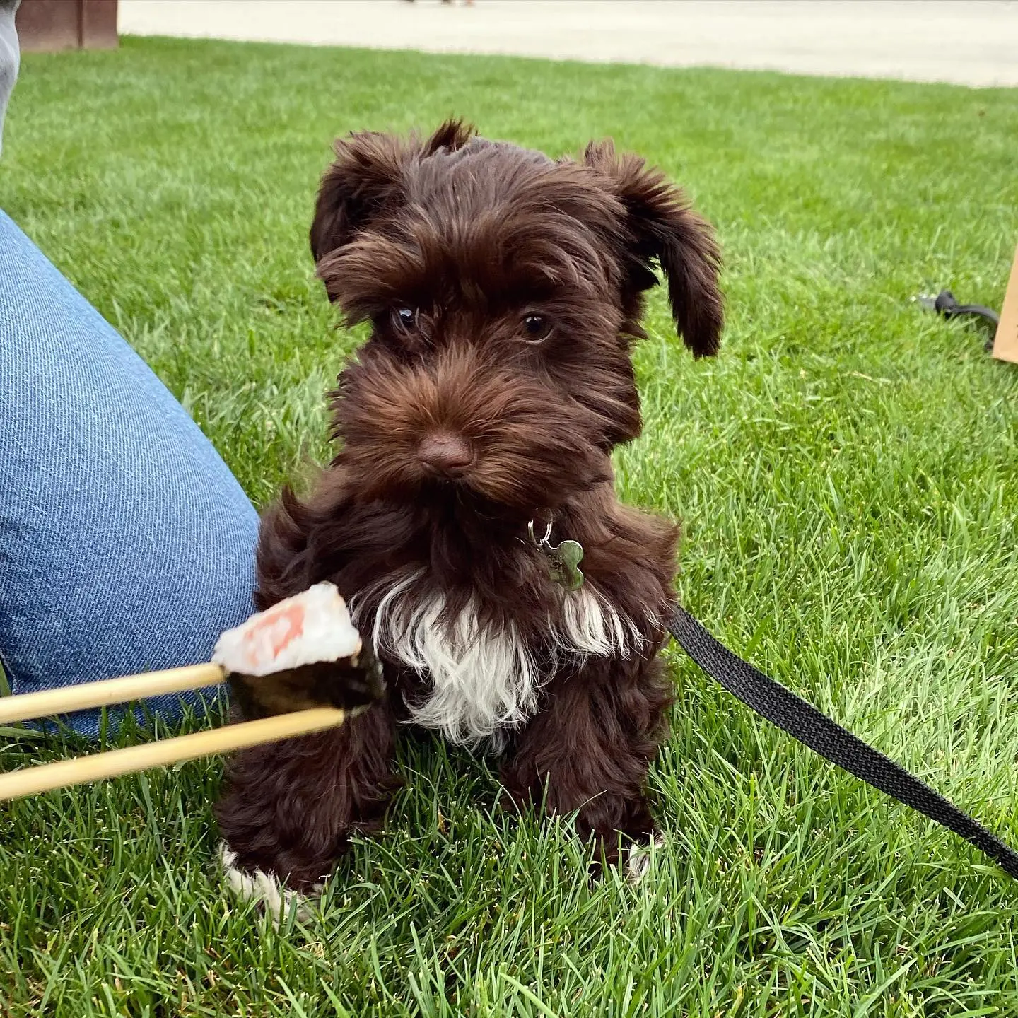 Zwergschnauzer