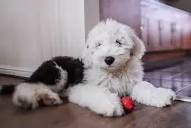 Bobtail