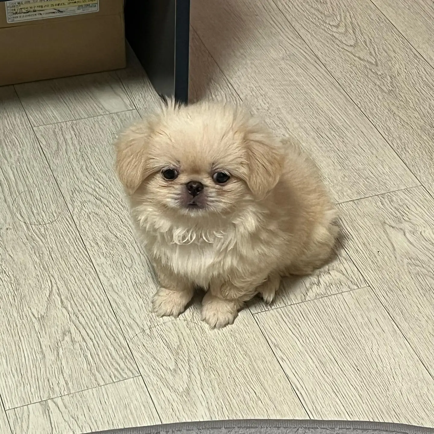 Pekinese