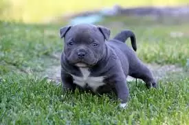 Pocket Bully Welpe