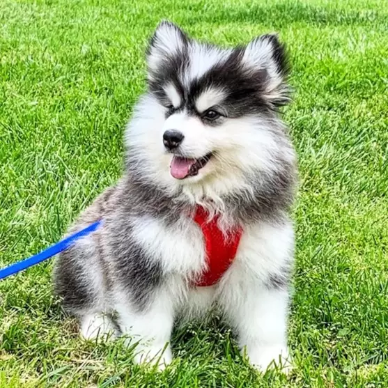 Pomsky