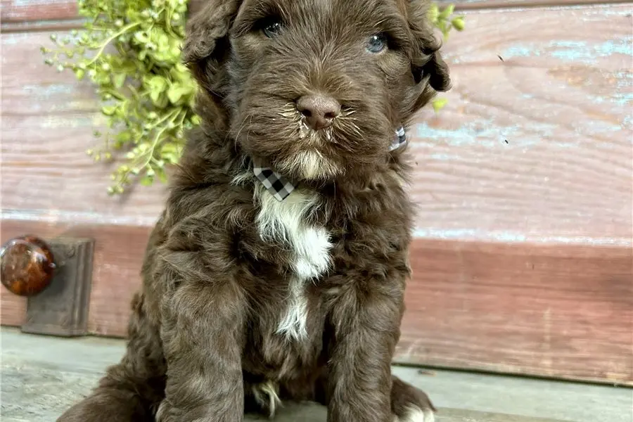 Portugiesischer Wasserhund
