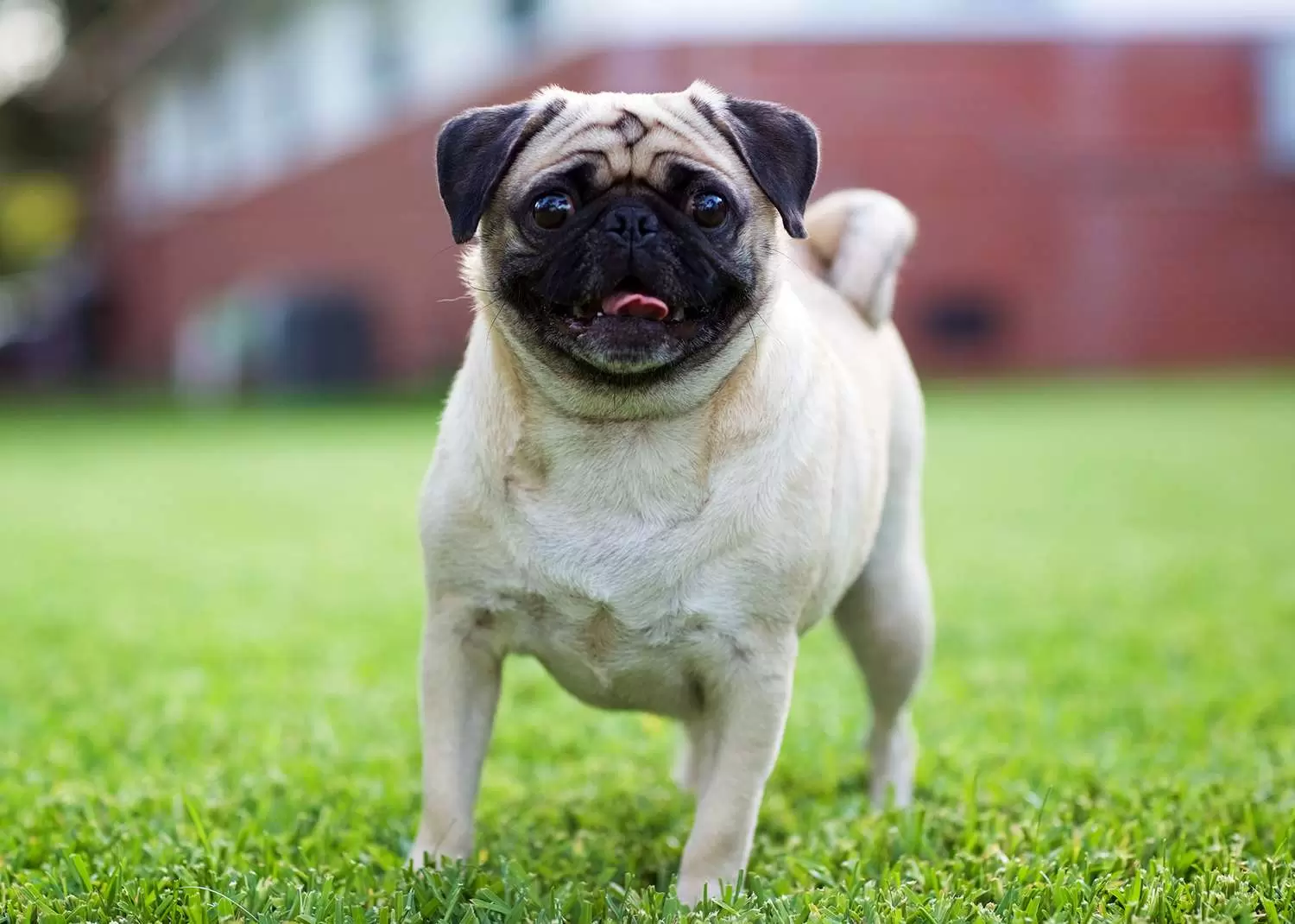 Mops