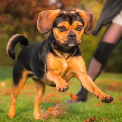 Puggle