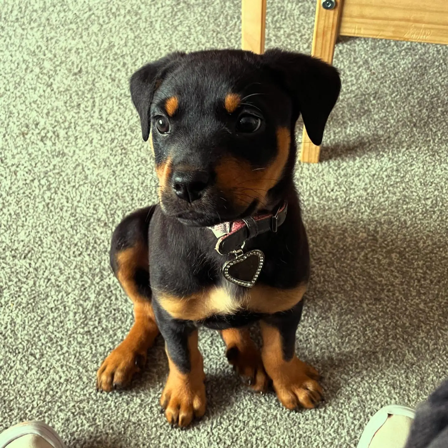 Rottweiler